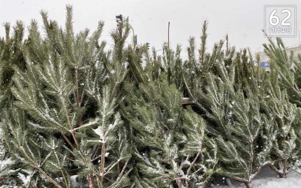 В Рязанской области усилили защиту леса от вырубки на ёлки - 62ИНФО