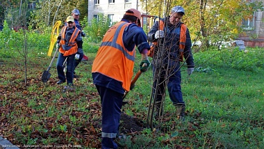 На месте спиленных тополей в Рязани высадили липы 