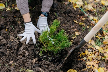 Губернатор Павел Малков присоединился к высадке деревьев в сквере «Рязань – город Трудовой Доблести»