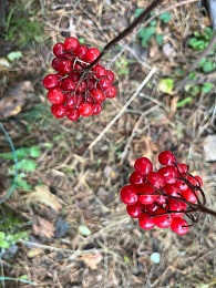 В рязанских лесах в декабре цветут цветы и растут грибы