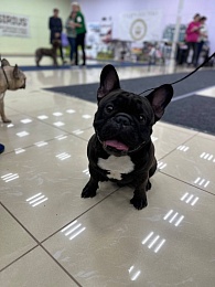 В Рязани проходит выставка собак «Содружество»