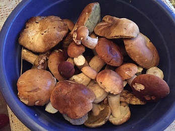 Названы урожайные леса Рязанской области с лисичками и белыми грибами