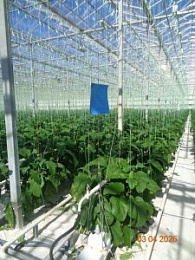 В Рязанской области установили 555 ловушек на карантинных вредителей