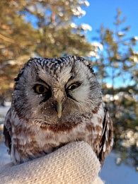 В пригороде Рязани нашли раненую сову