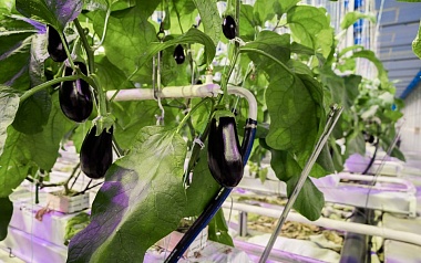 Тепличный комбинат в Рязанской области готовится выйти на полную мощность