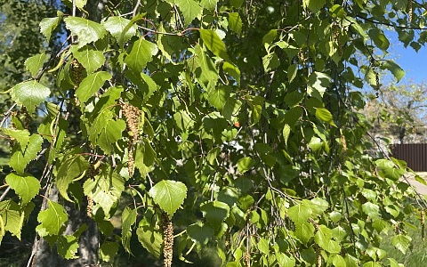 Ад аллергика: в Рязанской области сезон пыльцы может начаться раньше из-за тепла