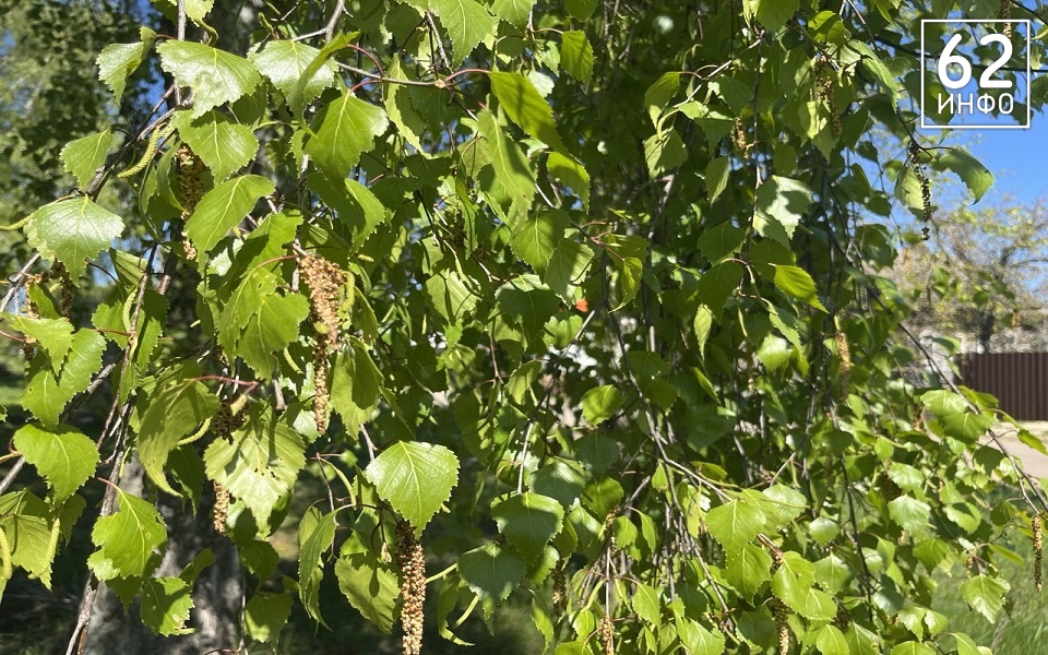 Ад аллергика: в Рязанской области сезон пыльцы может начаться раньше из-за тепла - 62ИНФО