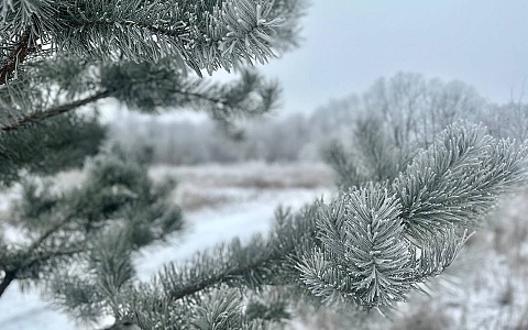 В новогоднюю ночь в Рязанской области похолодает до -16 градусов