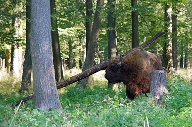 Рязанский зубр поразил жонглированием бревном Приокско-Террасный заповедник