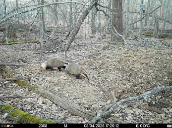 Звери в разливе: Окский заповедник поделился моментами лесной жизни