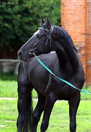 На Старожиловском конезаводе случился пожар в конюшне