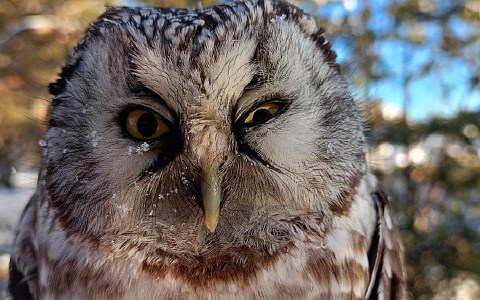 В пригороде Рязани нашли раненую сову