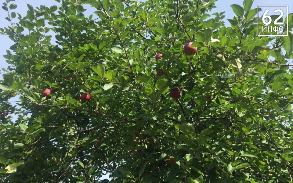 Рязань начнут озеленять в конце сентября 2024 года - 62ИНФО Рязань начнут озеленять в конце сентября 2024 года - 62ИНФО