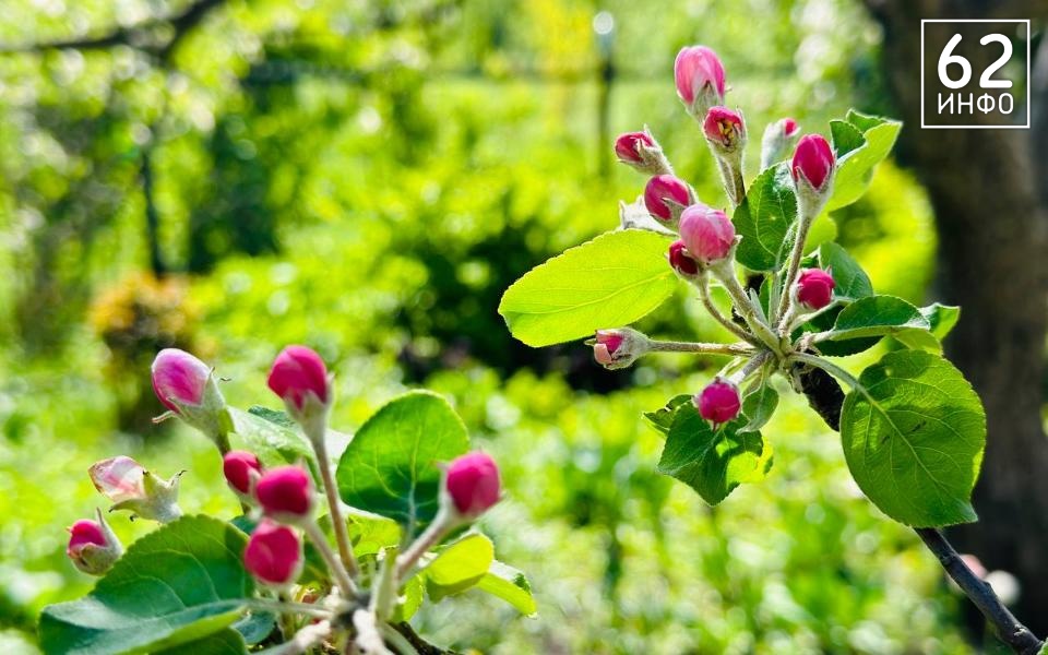 Миллион цветов украсит Рязань весной и летом 2025 года - 62ИНФО