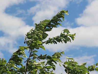 Синоптики предупредили об усилении ветра в Рязанской области