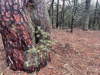 Аномальный февраль: в лесах под Рязанью распускается листва и растут грибы