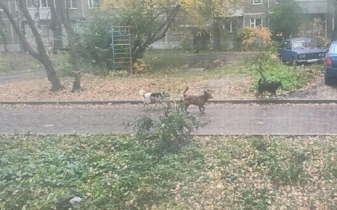 Рязанцы жалуются на стаю подвальных собак у школы в Дашково-Песочне Рязанцы жалуются на стаю подвальных собак у школы в Дашково-Песочне