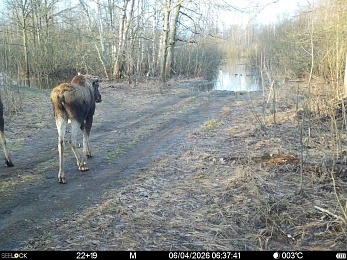 Окский заповедник показал фото кокетливого кабана и деловой лисы