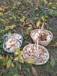 В Рязанской области уродились осенние опята