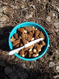 Рязанцы выносят ведра сморчков после похода в лес