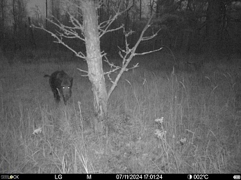Чат леса и кайф: Окский заповедник открыл тайну любви кабанов к деревьям-чухалам