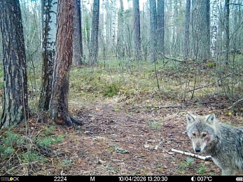 Звери в разливе: Окский заповедник поделился моментами лесной жизни
