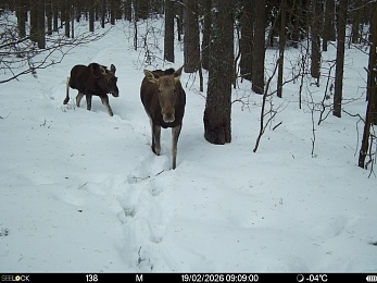 «Время лося»: Окский заповедник поделился моментами звериной жизни