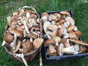 В Рязанской области 4 района накрыл урожай белых грибов