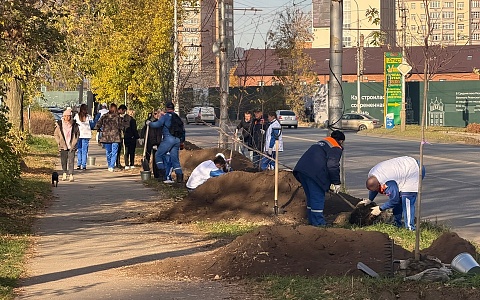 На Касимовском шоссе высадили 20 остролистных кленов