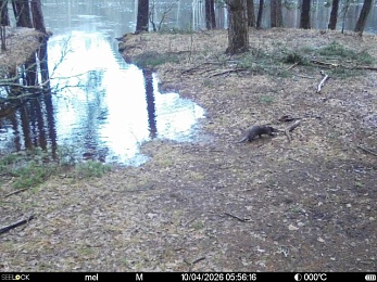 Звери в разливе: Окский заповедник поделился моментами лесной жизни