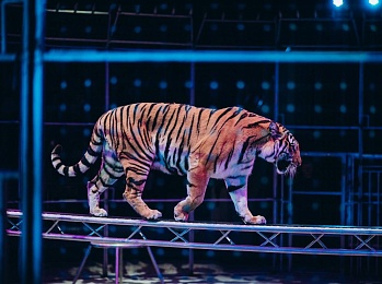 С 12 июня в Рязанском цирке представят программу «ЖИРАФ ШОУ»