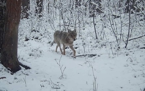 Рязанцам рассказали, что делать при встрече с волком в лесу