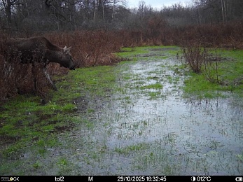 В рязанском лесу заметили рысь и волчью стаю - 62ИНФО В рязанском лесу заметили рысь и волчью стаю