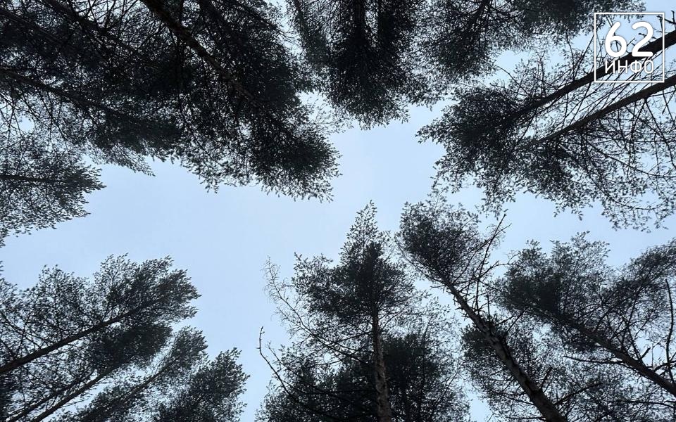 Рязанские волонтёры отыскали пропавшую в лесу женщину - 62ИНФО