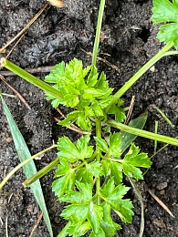 В Старый Новый год в Рязани зацвели примулы