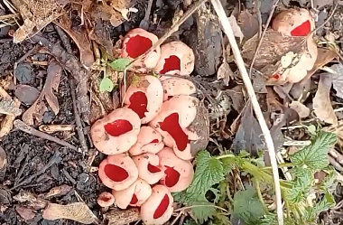 Строчки пошли: рязанцы делятся грибными местами