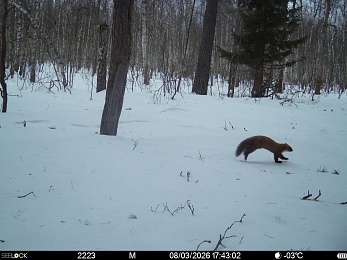 В рязанском лесу сфотографировали инфернального зайца