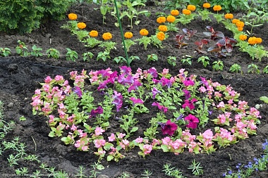 В рязанской школе № 14 перед последним звонком высадили 14 тысяч растений - 62ИНФО В рязанской школе № 14 перед последним звонком высадили 14 тысяч растений