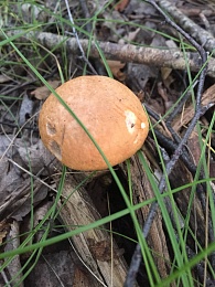 Названы урожайные леса Рязанской области с лисичками и белыми грибами