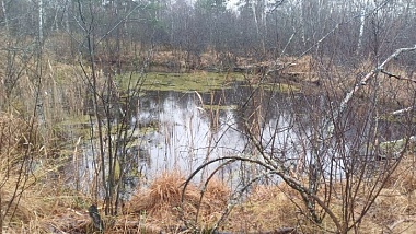 Водолазы обнаружили труп рязанца в болоте в Клепиковском районе
