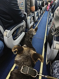 Рязанское УФСИН пополнили племенные щенки Вагнер и Ведьма из Перми