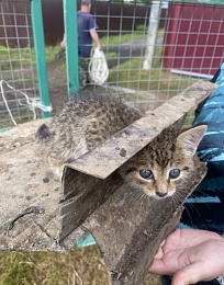 Рязанские волонтеры спасли застрявшего в дыре котенка