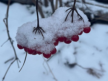 В рязанском лесу сфотографировали заброшки и лестницу в никуда - 62ИНФО В рязанском лесу сфотографировали заброшки и лестницу в никуда