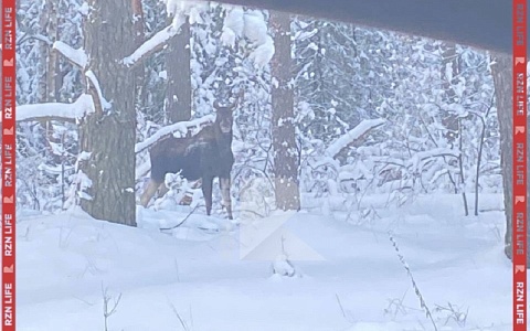 В Рязанской области лоси выходят к дорогам из леса