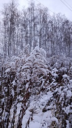 Рязанцы делятся фото первого снегопада в городе и в лесу
