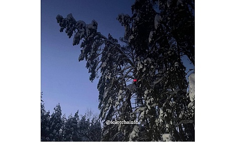 На дороге в Солотче заметили сосны, угрожающие машинам