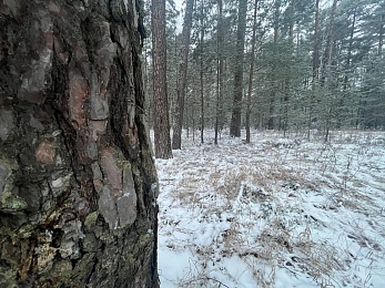 В рязанском лесу сфотографировали заброшки и лестницу в никуда - 62ИНФО В рязанском лесу сфотографировали заброшки и лестницу в никуда