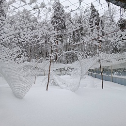 Скучающих стерхов в Окском заповеднике развлекают сосновыми ветками и тыквой