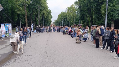 В Рязани 14 кошек и собак нашли новый дом за сутки