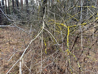 Аномальный февраль: в лесах под Рязанью распускается листва и растут грибы